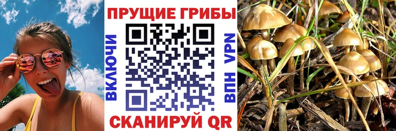 Галлюциногенные грибы Psilocybe  хочу   Уварово 